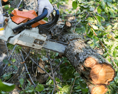 TREE SERVICES